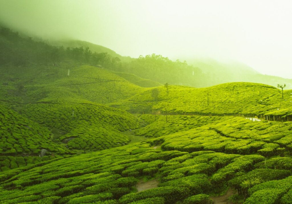 Timothy P Reed Obituary