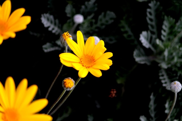 Cremation Services That Celebrate a Life Well Lived