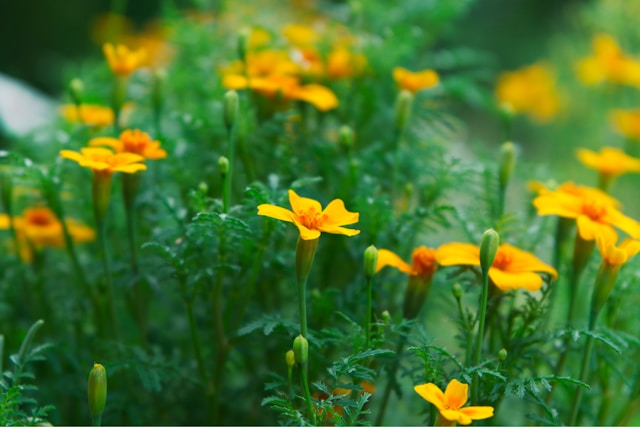 funeral homes Johnstown, PA