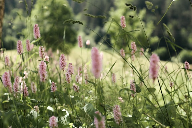 Creating a Life Celebration to Honor Special Memories