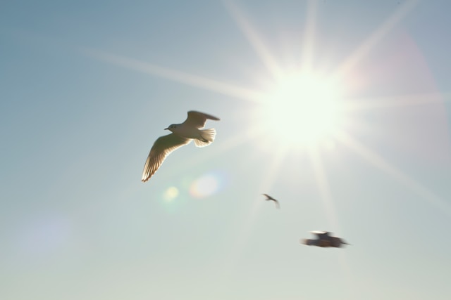 Seagulls flying across bright sunlit sky with soft light, peaceful and reflective atmosphere