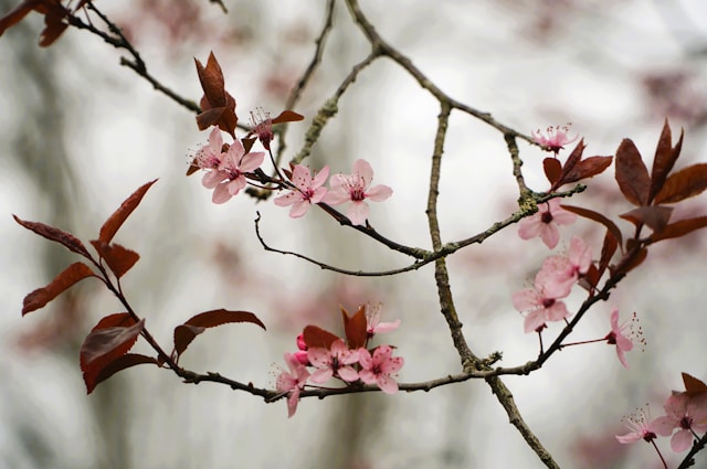 How Johnstown Families Can Arrange a Funeral Viewing Pink blossoms and burgundy leaves on branches near funeral homes in Johnstown, PA.