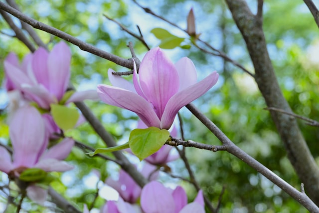 Pink magnolia blossoms on tree branches near funeral homes in Richland, PA.